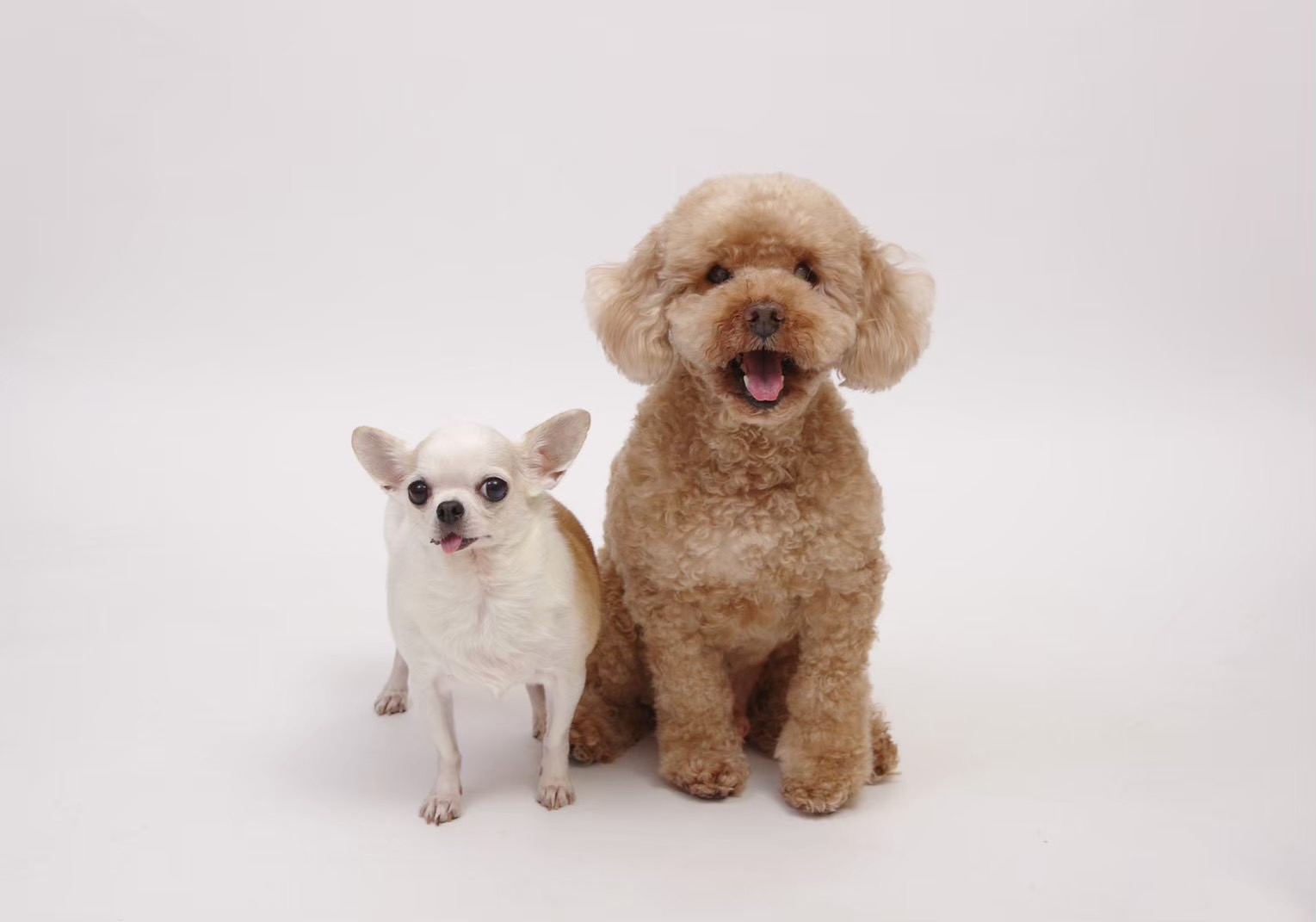 トリマープロフィール